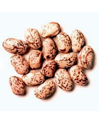 25KG Whole Dry Pinto Beans